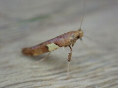 Caloptilia semifascia