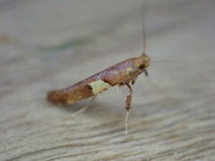 Caloptilia semifascia