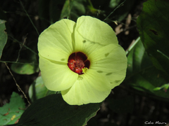 Pavonia cancellata