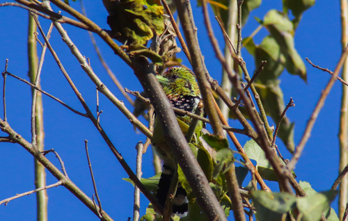 Crested Barbet