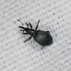 Ischnopterapion virens