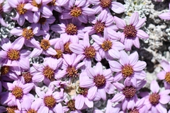 Allardia nivea