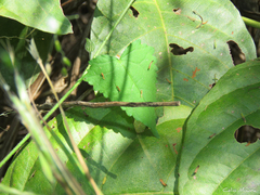 Pavonia cancellata
