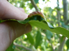 Pemphigus populivenae