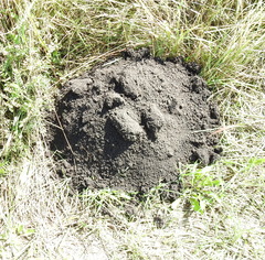 Spalax microphthalmus