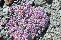 Allardia nivea