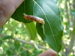 Pemphigus populivenae