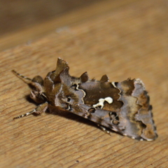 Autographa corusca