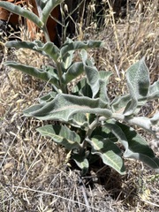 Asclepias eriocarpa