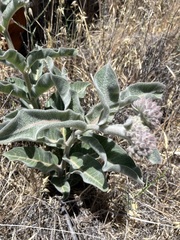 Asclepias eriocarpa