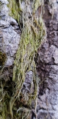 Hypnum resupinatum