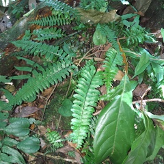 Hymenasplenium apogamum