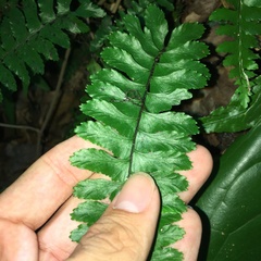 Hymenasplenium apogamum