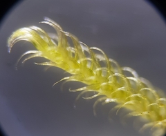 Hypnum resupinatum
