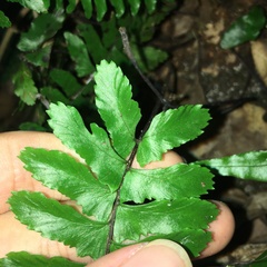 Hymenasplenium apogamum