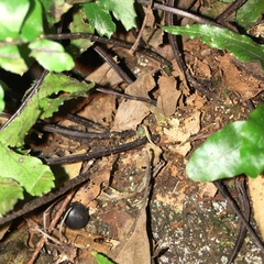 Hymenasplenium apogamum