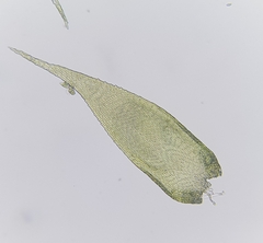 Hypnum resupinatum