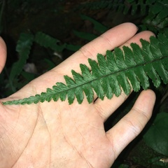 Hymenasplenium apogamum
