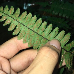 Hymenasplenium apogamum