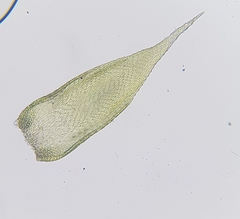 Hypnum resupinatum