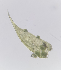 Hypnum resupinatum