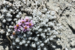 Allardia nivea