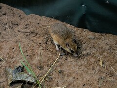 Gerbilliscus leucogaster