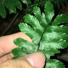 Hymenasplenium apogamum