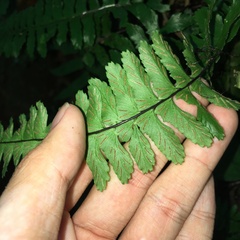 Hymenasplenium apogamum