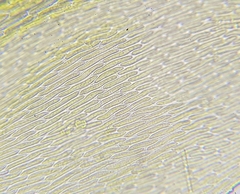 Hypnum resupinatum