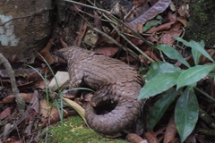 Phataginus tricuspis