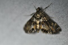 Eoparargyractis irroratalis