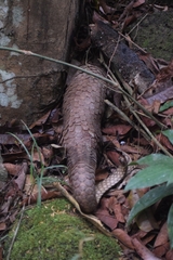 Phataginus tricuspis