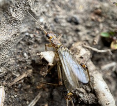 Hesperoperla pacifica