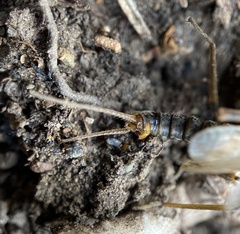 Hesperoperla pacifica