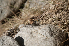 Hipparchia aristaeus