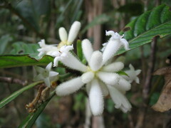 Psychotria faguetii