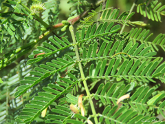 Mimosa tenuiflora