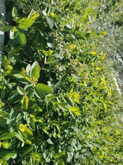 Lonicera tatarica