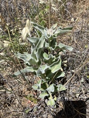Asclepias eriocarpa