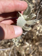 Eriodictyon tomentosum