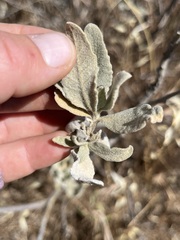 Eriodictyon tomentosum