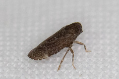 Catonia nava