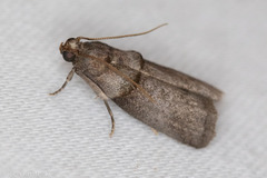 Acrobasis texana