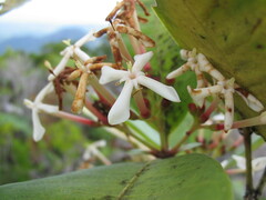 Ixora lecardii