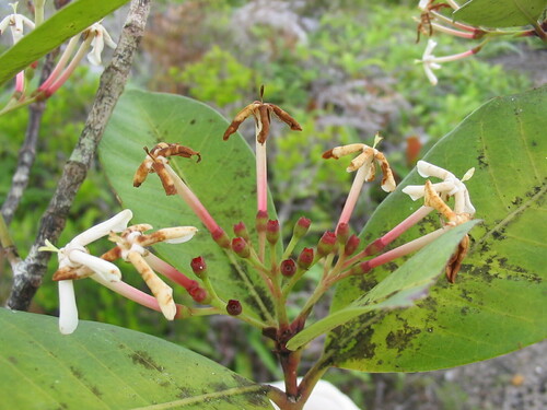 Ixora lecardii