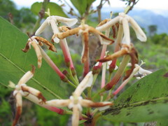Ixora lecardii