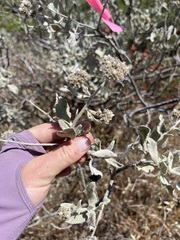 Eriodictyon tomentosum