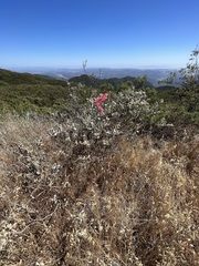 Eriodictyon tomentosum