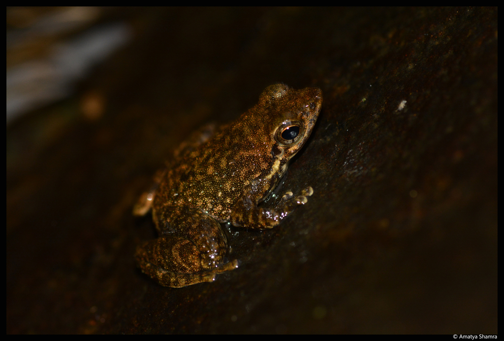 Spotted Dancing Frog